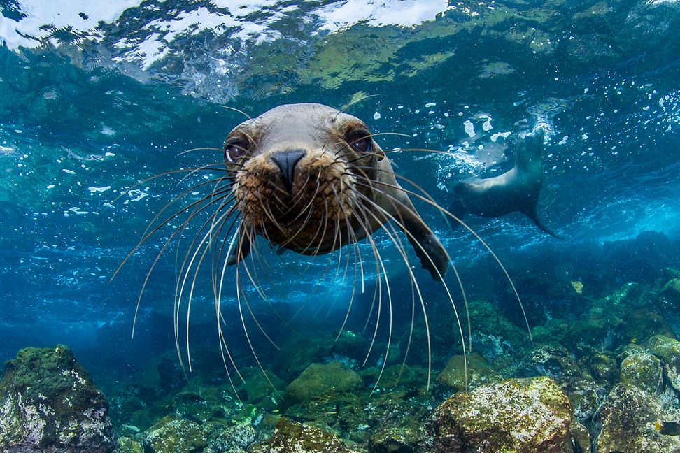 seal