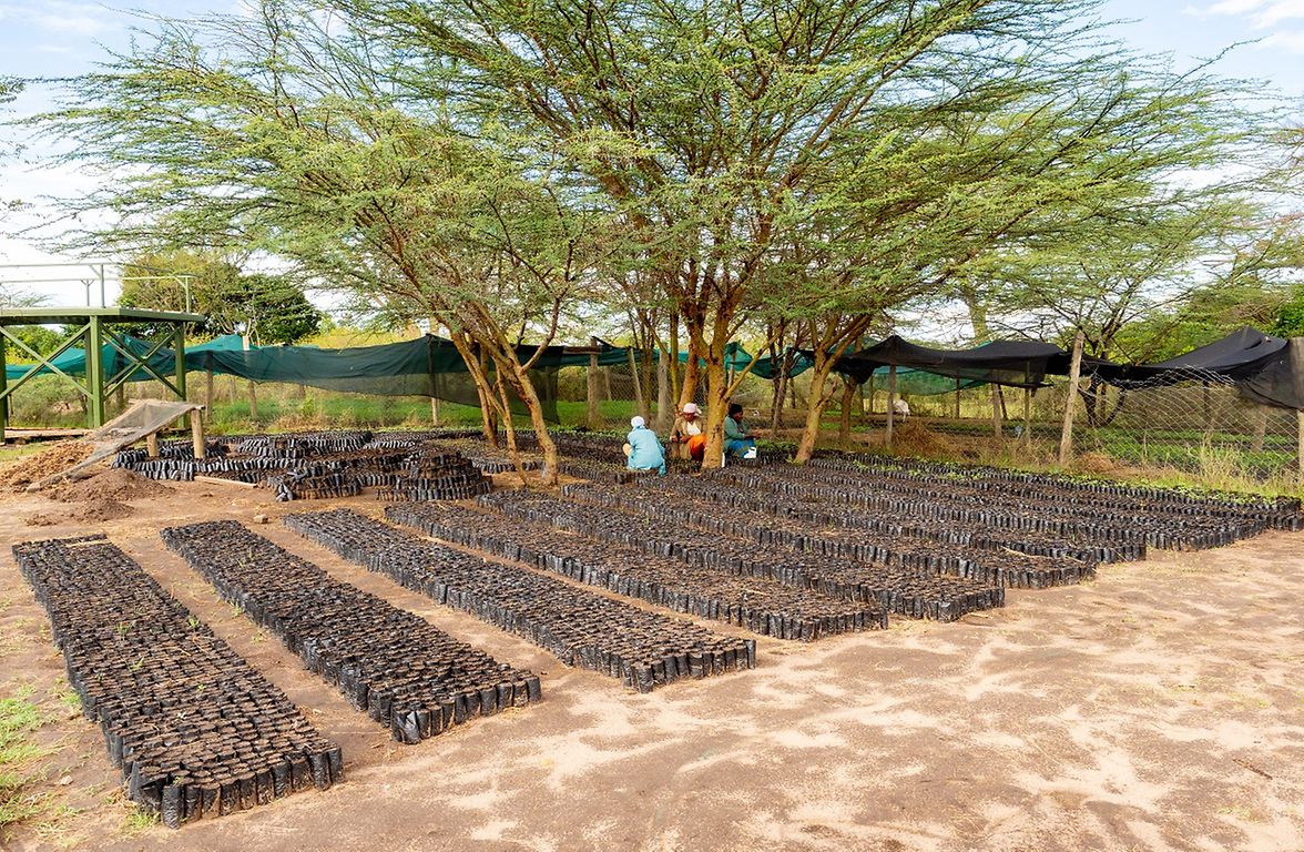 Ahueni, Plant Nursery