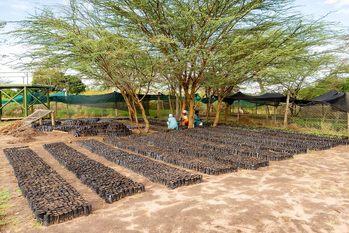 Ahueni, Plant Nursery